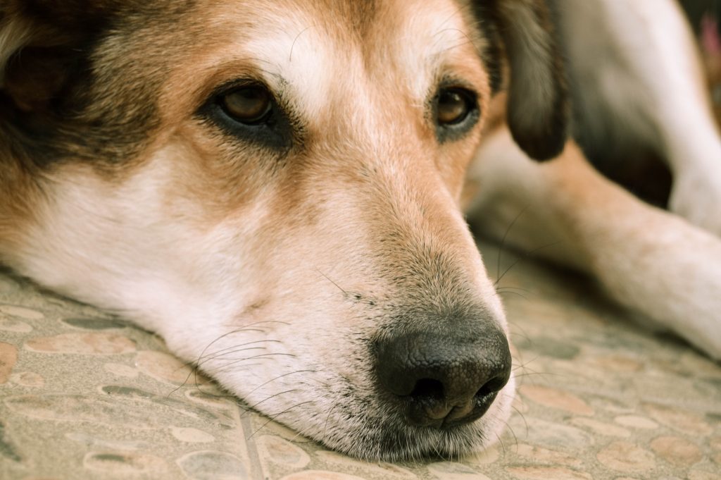 sintomas depresión en perros, cómo combatirlos. - Cremalia