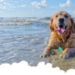 Playas para perros en españa 2021